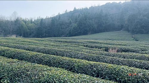 瓷韻茶香里的鄉村振興答卷 黨建引領繪就 茶香新景 圖