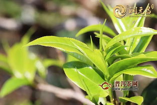 潤元昌801精品老茶頭磚上市