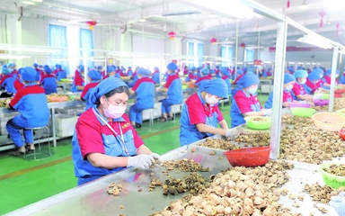 龍頭企業(yè) 引領現(xiàn)代農業(yè)發(fā)展的“領跑者”——以資金、技術、設備與理念驅動產(chǎn)業(yè)升級